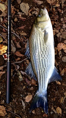 Hybrid striped bass alongside Suntech Genryuko