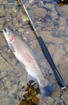 Another nice rainbow trout in shallow water, alongside TenkaraBum 36