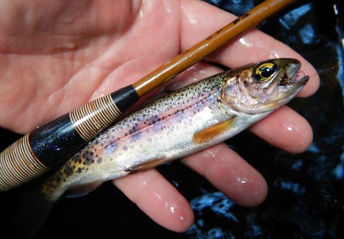 Angler holding Nissin Sasuke and wild rainbow trout
