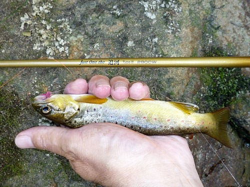 Modest brown trout with Oikawa III