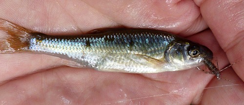 Angler holding common shiner caught with a yarn bodied soft hackle