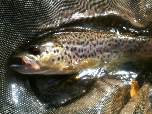 Brown trout in net. Killer Bug in mouth.