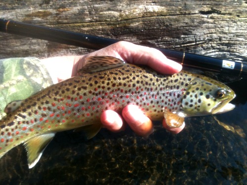 Angler holding brown trout