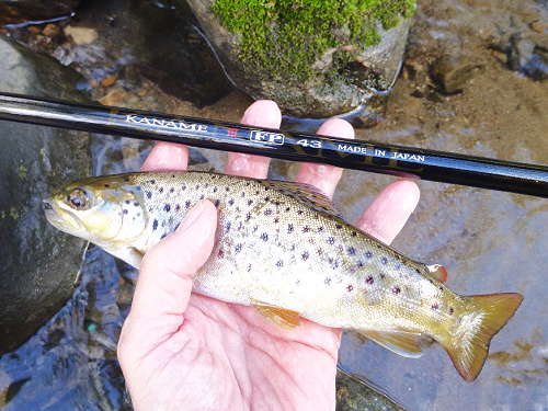 Angler holding small brown trout alongside Suntech Kaname III FP 43