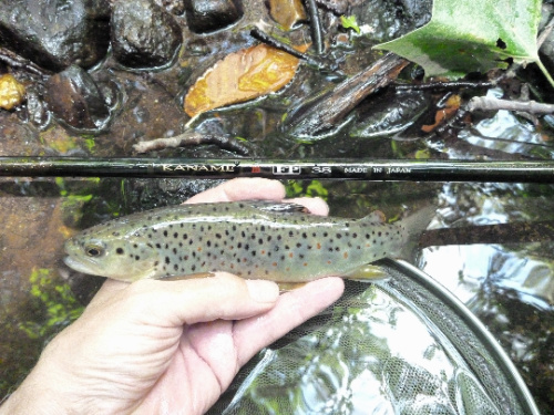 Angler holding small brown trout alongside rod.