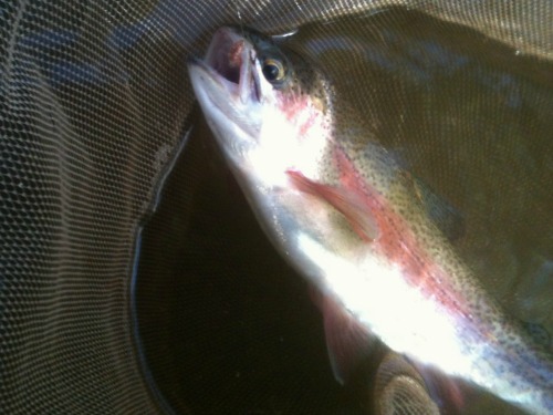 Rainbow Trout in net