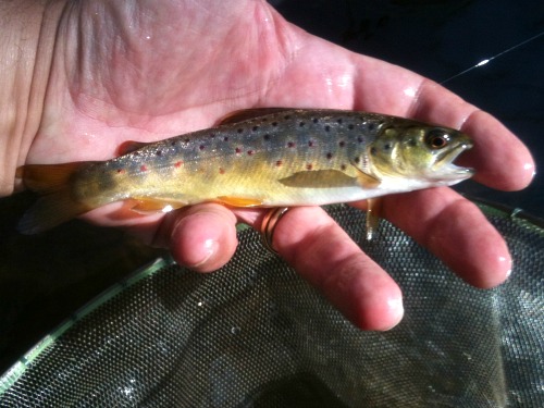 Small Brown Trout