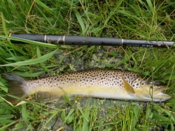 Brown trout alongside Keiryu Special 53