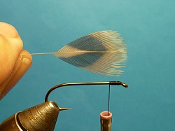 Hook in vise, thread started just behind hook eye, feather ready to tie in.