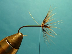 Hackle wrapped and tied off.