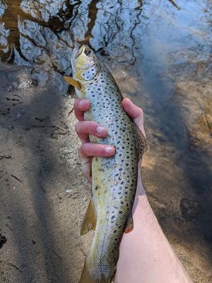 A Boise Brown