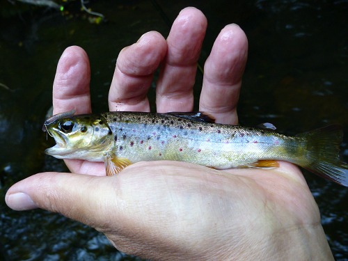 Angler holding small brown trout