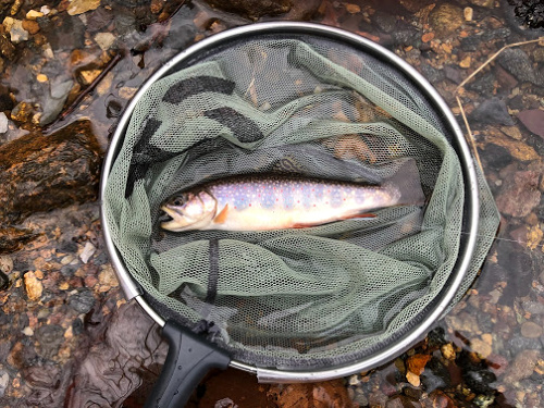 Brook trout in net
