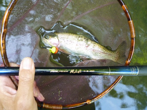Angler holding net with rainbow trout and Nakazima float in it