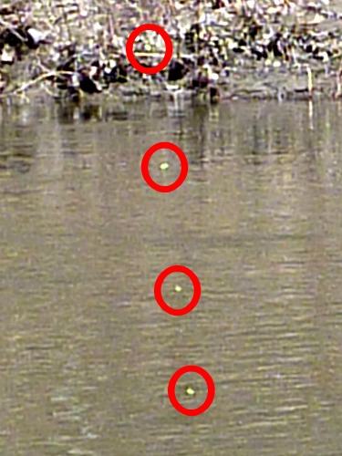 Slide: Photo of keiryu yarn markers with red circles drawn around them