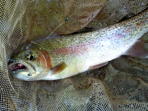 Rainbow trout in the net.