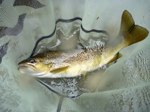 Trout in the net