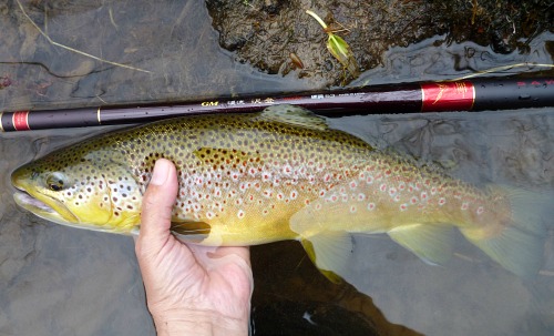 Large brown trout with Keiryu Sawanobori