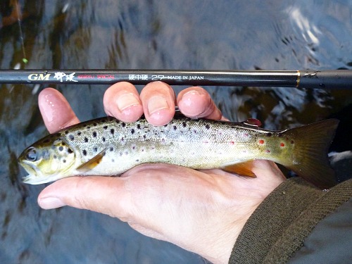 Angler holding small brown trout and Suntech GM Keiryu Special 27