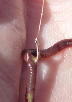 https://www.tenkarabum.com/images/keiryu-worm-hooking.jpg