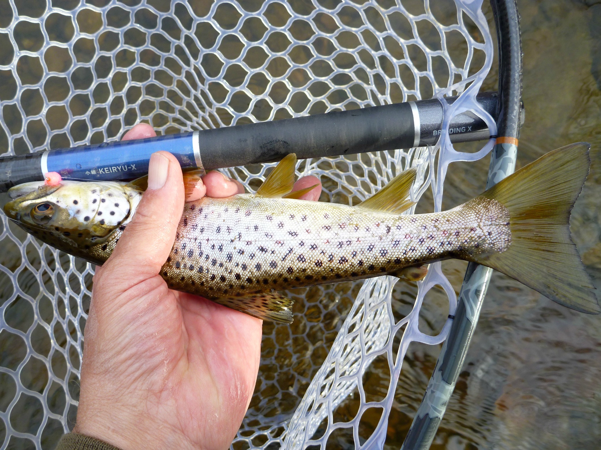 Keiryu-X 42 with small brown trout