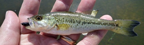 Small largemouth with black Killer Bugger in its mouth