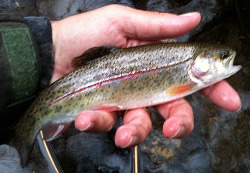 Angler holding rainbow trout