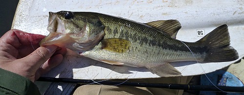 Angler holding small bass on a canoe paddle