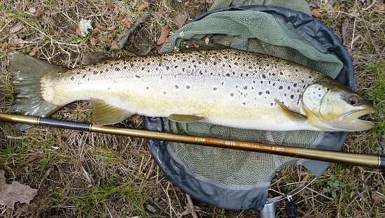 Large brown trout laying on net