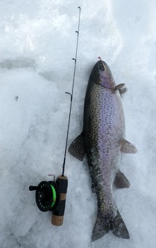 Trout caught icefishing