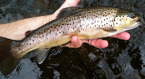 Angler holding large brown trout