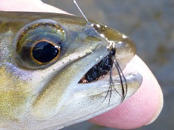 Small brown trout with black yarn bodied fly in its mouth