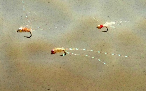 Utah Killer Shrimp