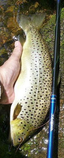 Angler holding brown trout and Daiwa Kiyose SF