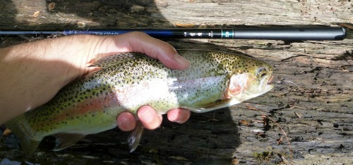 Angler holding rainbow trout