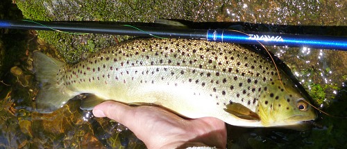 Daiwa Kiyose 30SF with large brown trout