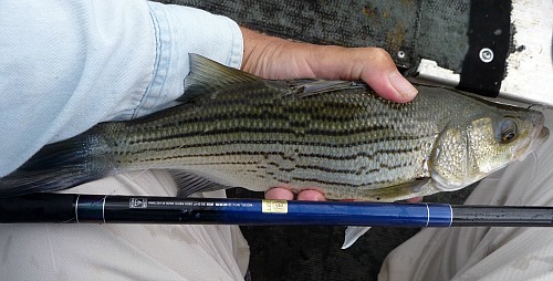 Daiwa Kiyose SF with hybrid striper