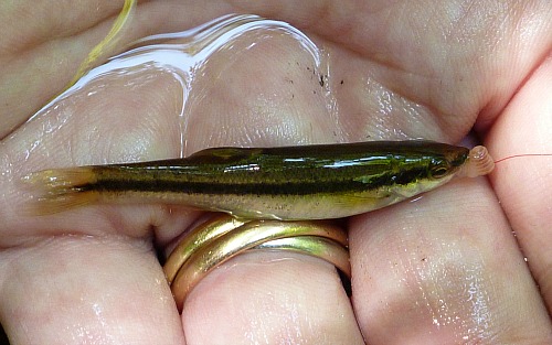 Angler holding black noses dace caught with a bit of worm