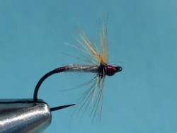The fly used in CO