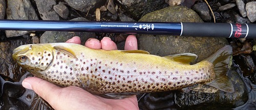 Angler holding small brown trout alongside  Nissin Kosasa rod