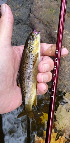 Angler holding brown trout and Suntech Kurenai