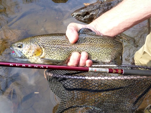 Angler holding rainbow trout alongside Suntech Kurenai rod.