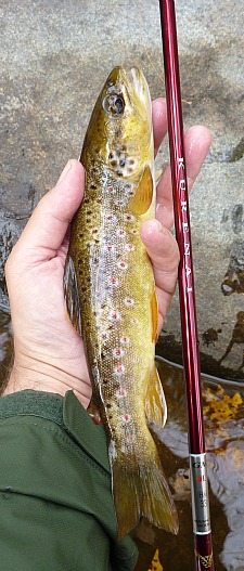 Angler holding brown trout and Suntech Kurenai