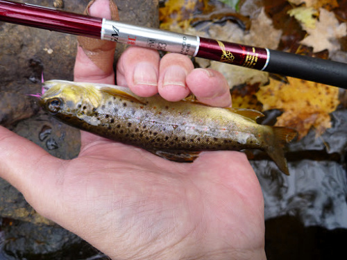 Little wild brown trout with Suntech Kurenai HM33