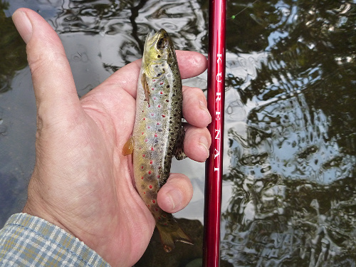 Suntech Kurenai rod and small trout