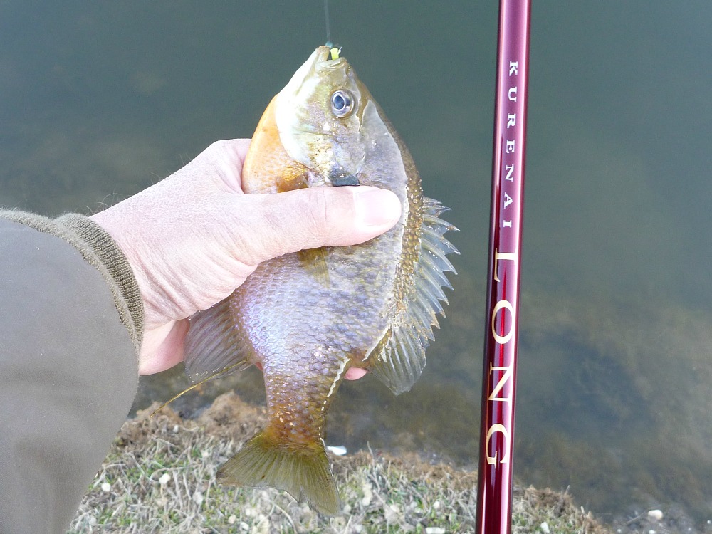 Suntech Kurenai Long, bluegill sunfish