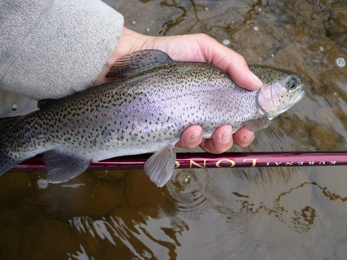 Angler holding rainbow trout and Suntech Kurenai Long rod.