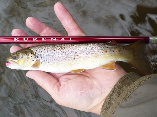 Angler holding brown trout alongside Suntech Kurenai Rod