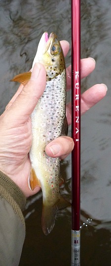 Angle holding rainbow trout alongside Suntech Kurenai rod.