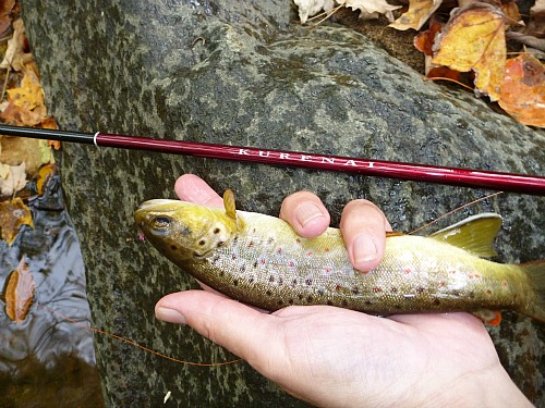 Brown trout caught with Suntech Kurenai